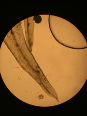 Orthotrichum consimile