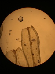 Orthotrichum consimile