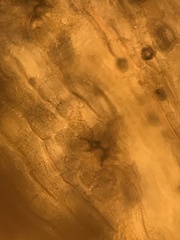 Orthotrichum consimile