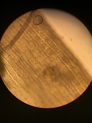Orthotrichum consimile