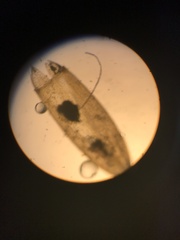 Orthotrichum consimile