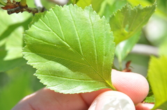 Crataegus chrysocarpa phoeniceoides