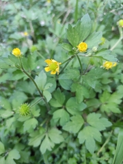 Ranunculus sieboldii