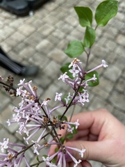 Syringa meyeri