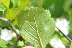 Crataegus chrysocarpa phoeniceoides