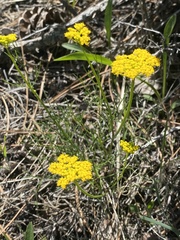 Pseudocymopterus