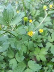 Ranunculus sieboldii