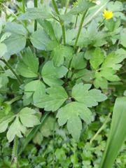 Ranunculus sieboldii