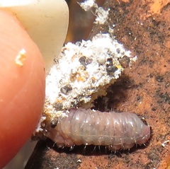 Eublemma costimacula
