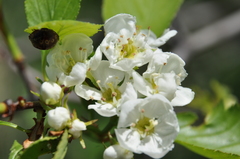 Crataegus chrysocarpa phoeniceoides