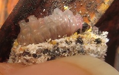 Eublemma costimacula