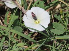 Acmaeodera pulchra