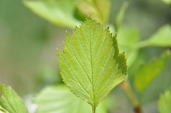 Crataegus chrysocarpa phoeniceoides