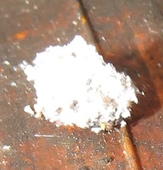 Eublemma costimacula