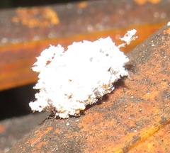 Eublemma costimacula