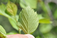 Crataegus chrysocarpa phoeniceoides