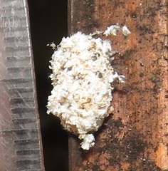 Eublemma costimacula