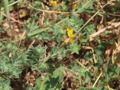 Lotus angustissimus