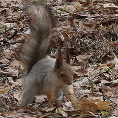 Sciurus vulgaris