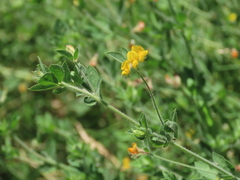 Lotus angustissimus