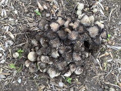 Coprinopsis