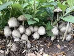 Coprinopsis