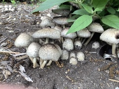 Coprinopsis