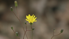 Crepis tectorum
