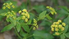 Thaspium trifoliatum