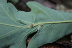 Andricus quercusutriculus