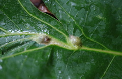 Andricus quercusutriculus