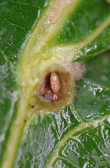 Andricus quercusutriculus