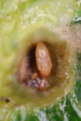 Andricus quercusutriculus