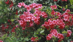 Rhododendron indicum