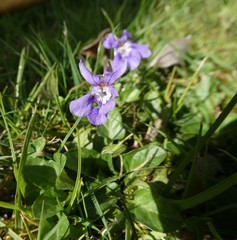 Viola reichenbachiana