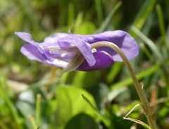 Viola reichenbachiana