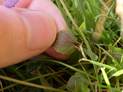 Viola reichenbachiana