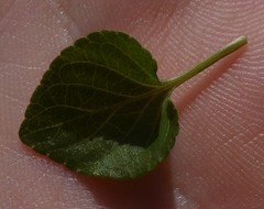 Viola reichenbachiana