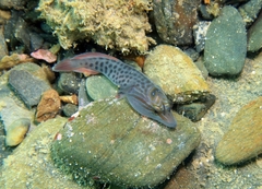 Lepadogaster lepadogaster