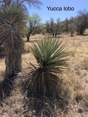 Yucca madrensis