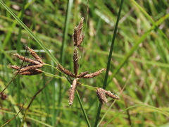 Bolboschoenus glaucus