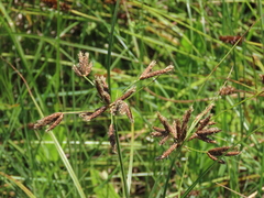 Bolboschoenus glaucus