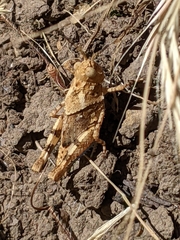 Trimerotropis pseudofasciata