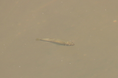 Notemigonus crysoleucas