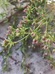 Angiospermae