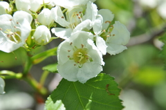 Crataegus chrysocarpa phoeniceoides