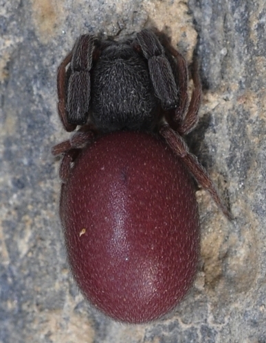 Common Palp-footed Spider