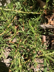 Angiospermae