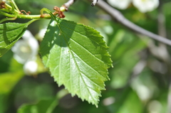 Crataegus chrysocarpa phoeniceoides