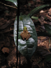 Phrynobatrachus plicatus